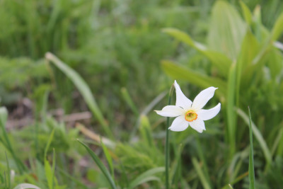 Narcis na Zelengori